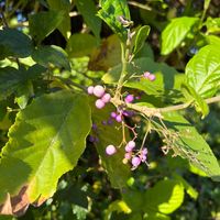 ムラサキシキブの画像