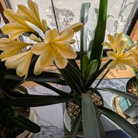 クンシラン,花のある暮らし,窓辺の画像