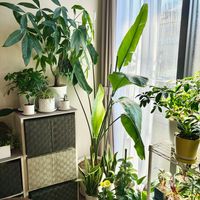 ストレリチア・ニコライ,観葉植物,シンボルツリー,ストレリチア・オーガスタ,リビング・ダイニングの画像