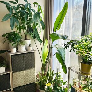 ストレリチア・ニコライ,観葉植物,シンボルツリー,ストレリチア・オーガスタ,リビング・ダイニングの画像