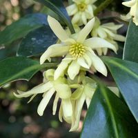 シキミ,キブシ,モクレイシ,目黒自然教育園の画像