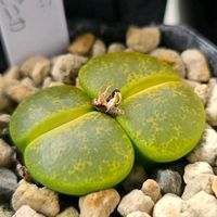 リトープス,リトープス アルビニカ,アルビニカ,多肉植物,リトープス属の画像