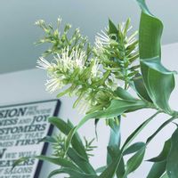 ドラセナ,幸福の木,花のある暮らし,癒しの空間,可愛い花の画像