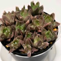 ハオルチア,花菱,ハオルチア 花菱,多肉植物,ハオルチア属の画像