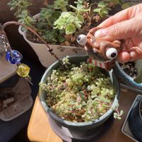 ブロウメアナ,ミルクゥージ,ミルキーウェイ,ダシフィルム,ムスコーサの画像