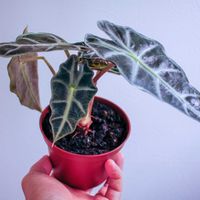 アロカシア・アマゾニカ,アロカシア,観葉植物,一眼レフ,リビング・ダイニングの画像