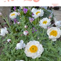 デージー,プリムラ マラコイデス,花かんざし,アッツ桜,ビオラ 華あられの画像