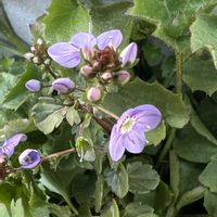 ベロニカ,ベロニカ・マダムマルシア,マダムマルシア,紫色の花,宿根・多年草の画像