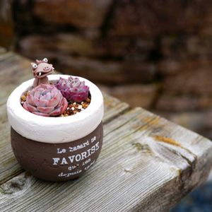 多肉植物,多肉寄せ植え,今日の１枚,庭の画像