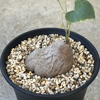 亀甲竜,ディオスコレア・シルバチカ,塊根植物,ディオスコレア属,珍奇植物の画像