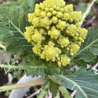 ロマネスコの画像