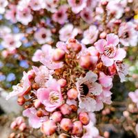 ムスカリ,ムスカリ,ギョリュウバイ,チーム愛知,すずガーデンの画像