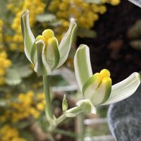 アルブカ,アルブカ　フミリス,多肉植物,球根植物,3.11の画像