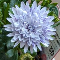 オステオスペルマム,癒し,花のある暮らし,綺麗,大好きな色の画像