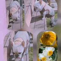 ナンテン,ラナンキュラス,水仙,えんどう豆,スタンダード　プードルの画像