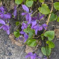 スミレ,スミレ,ローダンセマム,すみれ,ニオイスミレ（匂菫）の画像