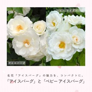 バラ,アイスバーグ,バラ　アイスバーグ,バラ　ベビー アイスバーグ,殿堂入りバラの画像