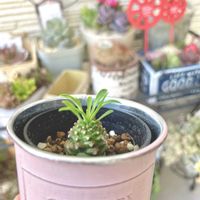 ソテツキリン,パイナップルコーン,蘇鉄麒麟,多肉植物,観葉植物の画像
