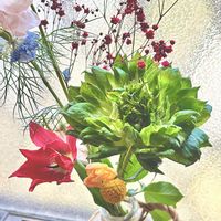 切り花,植物のある暮らし,切り花を楽しむ,お花好き,お花のある暮らしの画像