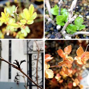 紫陽花,ミニバラ,シモツケ ,西洋ニワトコ ブラックレース,ガーデニングの画像