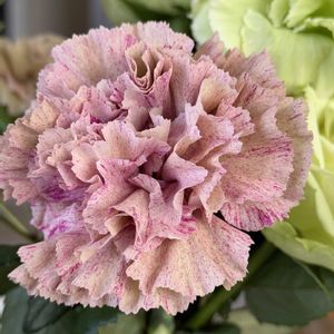 カーネーション,バラ,バラ大好き,お家園芸,バラの庭園をつくりたいの画像