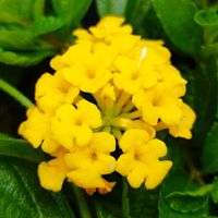 ランタナ,ホームセンター,沖縄,納品,メイクマン名護店の画像