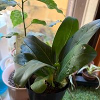 フィカス ベンガレンシス,我が家の観葉植物,観葉植物,花のある暮らし,はるが来た！の画像