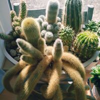 エアープランツ,ハオルチア,寄植え,多肉・サボテン,群生・子株たちの画像