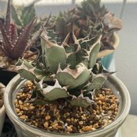 アロエ,アガベ,アロエ 翡翠殿,アガベ ホリダ,アロエ　ブッセイの画像