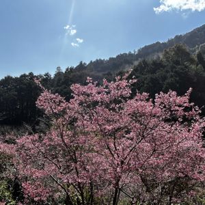 オカメザクラ,おかめ桜,山野草,お出かけ先の画像