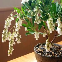 アセビ,アセビ,馬酔木(アセビ）,馬酔木(アセビ）,和風の画像