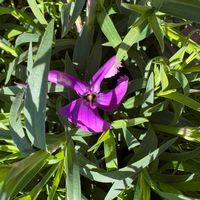 シコンノボタンの画像