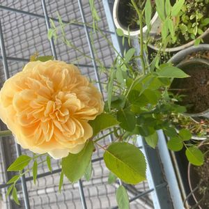 バラ・ミニバラ,ベランダの画像