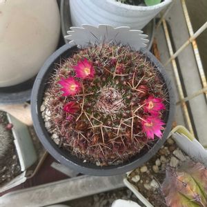 サボテンの花,多肉植物とサボテン,過去の多肉サボ,ベランダの画像