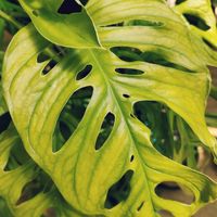 マドカズラ,モスポール,観葉植物,インドアグリーン,葉っぱ好きの画像