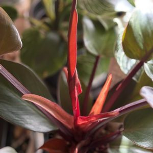 フィロデンドロン,フィロデンドロン レッドムーン,フィロデンドロン・フロリダビューティー,室内,斑入り。の画像