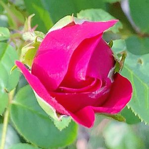 バラ,バラと夢CLUB,チーム岐阜,ユーミンつながり,がんに負けるな！の画像