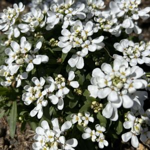 白い花,シェードガーデン,放置栽培,春の訪れ,ズボラガーデナーの画像