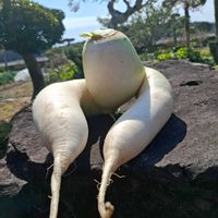 大根,キュンキュン乙女倶楽部,HTC,ヘンタイ大根,自給自足生活の画像