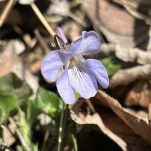 コブシ,スミレ,タチツボスミレ,モミジイチゴ,アオキの赤い実の画像