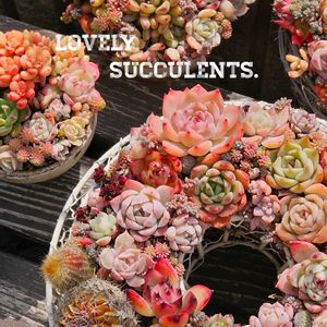 サボテン,寄せ植え,多肉植物,多肉寄せ植え,エケベリア属の画像