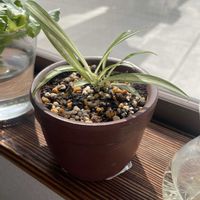 チューリップ,ベゴニア,オリヅルラン,アスプレニウム,多肉植物の画像