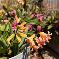 シャクヤク,ヒヤシンス,クリスマスローズ・エレガンスパープル,クリスマスローズ　セミダブル,シラーシベリカの画像