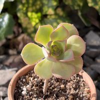 アエオニウム,平和を願う☆の画像