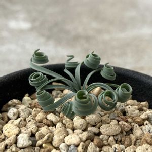 ゲチリス・リネアリス,球根植物,珍奇植物,ケープバルブ,ビザールプランツの画像