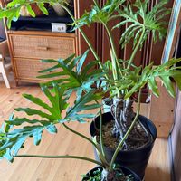 フィロデンドロン・セローム,フィロデンドロン,今日のお花,観葉植物のある暮らし,ワンワン祭りの画像