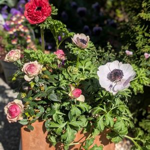 アネモネ,寄せ植え,バラ・ミニバラ,あねもね♡♡の画像