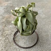 エアープランツ,チランジア・ストレプトフィラ,チランジア属,珍奇植物の画像