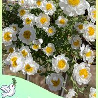 ハナカンザシ,花かんざし,フィロデンドロン,フィロデンドロン・バーキン,フィロデンドロン属の画像