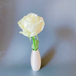 バラ,白い花の画像